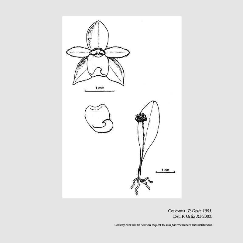 Platystele beatricis